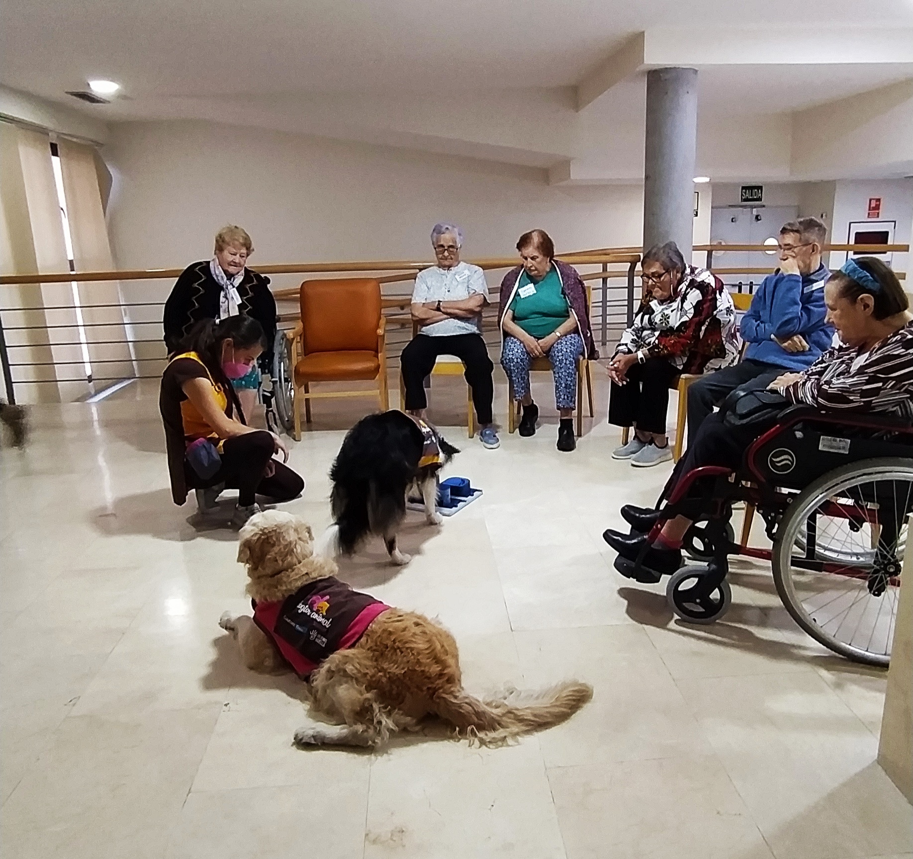 Terapia asistida con animales en Rosalba Sevilla la Nueva