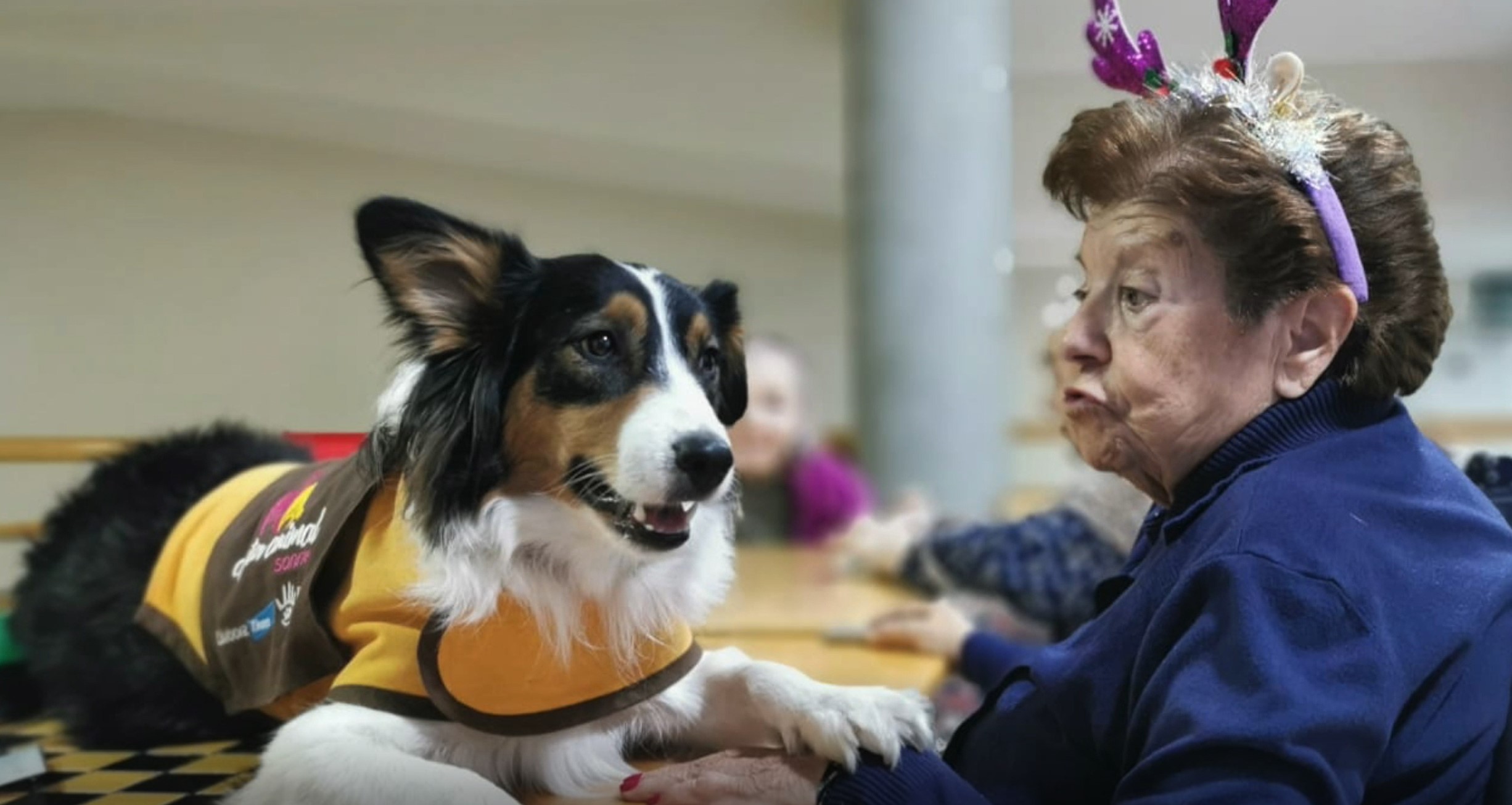 animales y ancianos en residencias